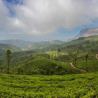Munnar - Theevelden